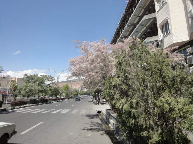 Tamarix درخت گز